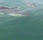 
                  Vídeo: baleia é vista na região do Porto da Barra em Salvador