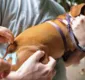 
                  Cerca de 190 mil cães e gatos devem ser vacinados contra raiva em Salvador