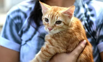 
		Salvador passa a permitir presença de cães e gatos em restaurantes e demais estabelecimentos comerciais