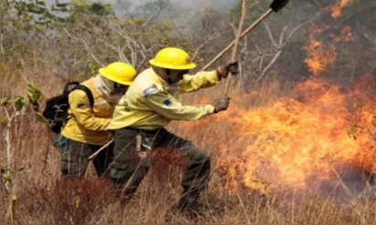 
		Ibama abre processo seletivo para atuação em combate a incêndios no sul da Bahia