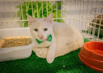 
		Shopping recebe feira de adoção de animais em Salvador; saiba como participar