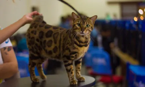 
				
					Gatos gigantes, miniaturas de leopardos e pelados: confira raças que estarão em eventos de felinos em Salvador
				
				