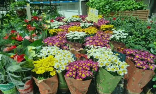 
				
					Shopping em Salvador recebe feira de flores de São Paulo em homenagem à chegada da primavera
				
				