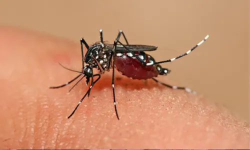 
				
					Casos de dengue crescem 44,8% na Bahia em relação a 2021
				
				