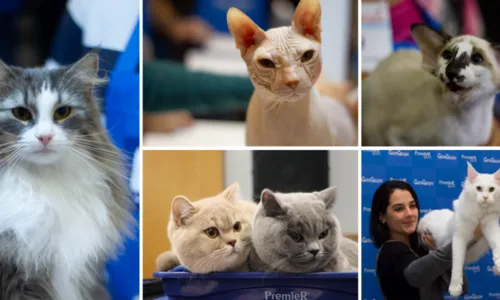 
				
					Evento reúne mais de 13 gatos de 10 raças diferentes em Salvador
				
				