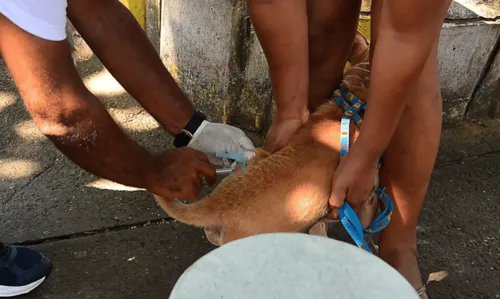 
				
					Campanha de vacinação antirrábica chega a última semana em Salvador com meta superada
				
				