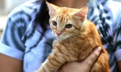 
				
					Salvador passa a permitir presença de cães e gatos em restaurantes e demais estabelecimentos comerciais
				
				