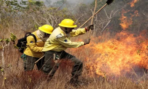 
				
					Ibama abre processo seletivo para atuação em combate a incêndios no sul da Bahia
				
				