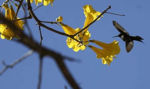 
				
					Primavera inicia nesta quinta-feira, 22 de setembro; saiba detalhes sobre a estação
				
				