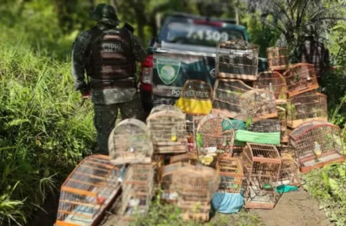 
				
					Mais de 180 aves nativas da Mata Atlântica são resgatas em quatro dias no sul da Bahia
				
				