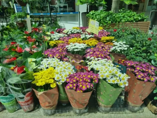 
				
					Shopping em Salvador recebe feira de flores de São Paulo em homenagem à chegada da primavera
				
				