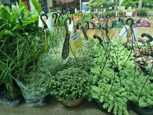 
				
					Shopping em Salvador recebe feira de flores de São Paulo em homenagem à chegada da primavera
				
				