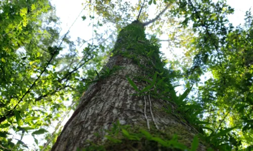 
				
					Na COP27, Brasil lista ações de sustentabilidade dos últimos 4 anos
				
				