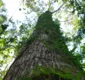 
                  Dia da Amazônia: iniciativa popular cria projeto de lei em defesa da floresta