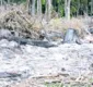 
                  Ministério Público deflagra operação contra desmatamento na Bahia e outros 16 estados