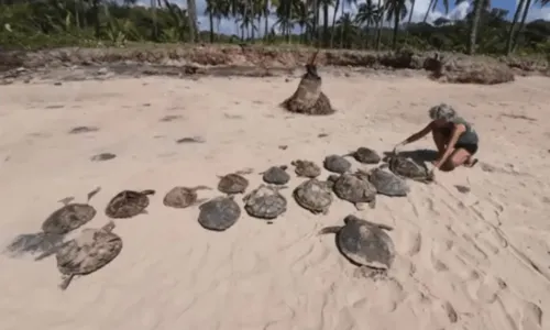 
				
					Tartarugas marinhas são achadas decapitadas em praia do baixo sul da Bahia
				
				