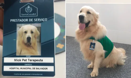 
				
					Com direito a crachá, cachorro ajuda na recuperação de pacientes em hospital de Salvador
				
				