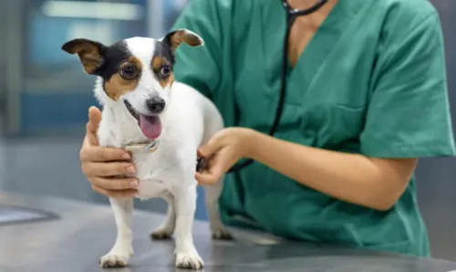 
				
					Universidade oferta atendimento para cadelas e gatas no combate ao câncer de mama   
				
				