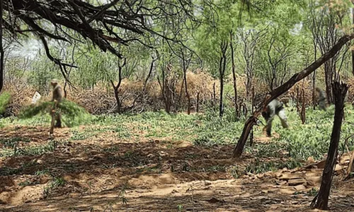 
				
					Plantação com quase 60 mil pés de maconha é destruída em fazenda de Curaçá
				
				