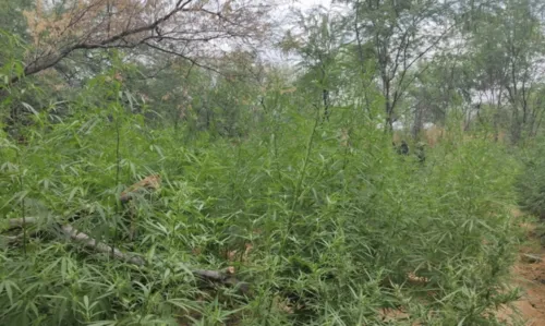 
				
					Plantação com quase 60 mil pés de maconha é destruída em fazenda de Curaçá
				
				