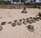 
                  Tartarugas marinhas são achadas decapitadas em praia do baixo sul da Bahia