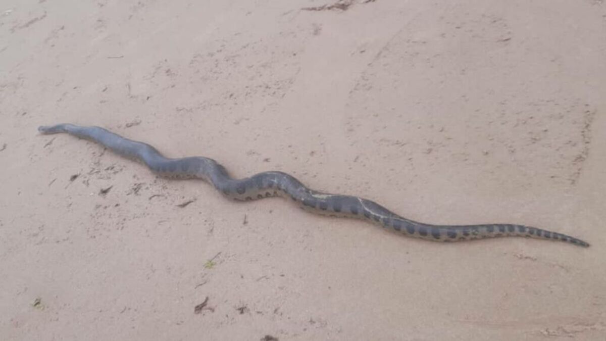 Após meses desaparecida, serpente Píton de mais de 4 metros é