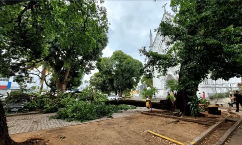 
				
					Árvore cai e atinge carros no estacionamento da Cúria Metropolitana, em Salvador
				
				