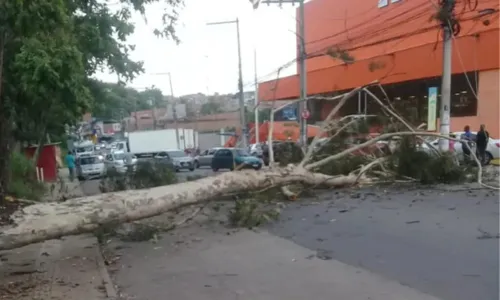 
				
					Árvore cai e causa bloqueio parcial de via em Novo Marotinho, Salvador
				
				