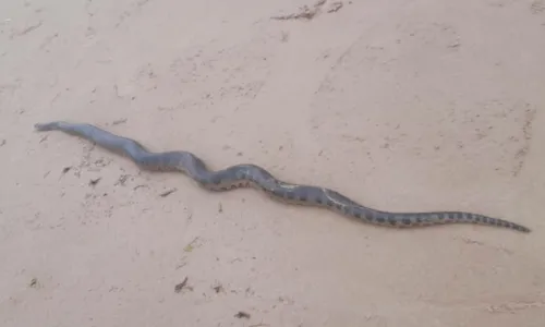 
				
					Cobra com mais de dois metros é encontrada na praia de Jaguaribe, em Salvador
				
				