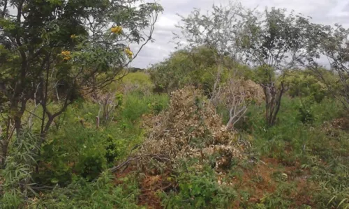 
				
					Mais de oito mil pés de maconha são erradicados no norte da Bahia
				
				