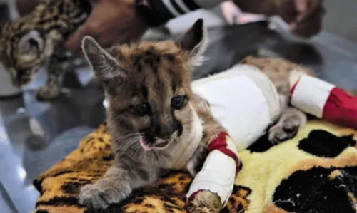 
				
					Bichos de pelúcia ajudam a acolher animais silvestres resgatados
				
				