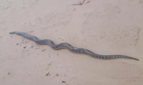 
				
					Cobra com mais de dois metros é encontrada na praia de Jaguaribe, em Salvador
				
				