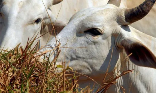 
				
					Brasil deve vacinar 161 milhões de bovinos e bubalinos contra aftosa
				
				