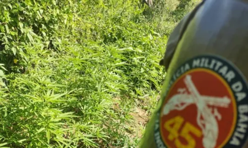 
				
					Mais de oito mil pés de maconha são erradicados no norte da Bahia
				
				