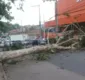 
                  Árvore cai e causa bloqueio parcial de via em Novo Marotinho, Salvador