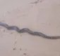 
                  Cobra com mais de dois metros é encontrada na praia de Jaguaribe, em Salvador