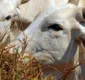 
                  Brasil deve vacinar 161 milhões de bovinos e bubalinos contra aftosa