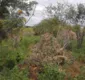
                  Mais de oito mil pés de maconha são erradicados no norte da Bahia