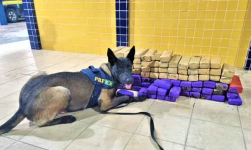 
				
					Mulheres são presas com quase 70 kg de maconha após cão farejar droga em ônibus na Bahia
				
				