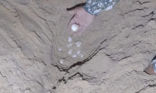 
				
					Vídeo: mais de 100 ovos de tartaruga são resgatados em praia de Salvador
				
				