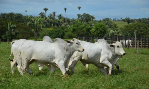 
				
					Vacinação contra febre aftosa é prorrogada até 17 de dezembro
				
				