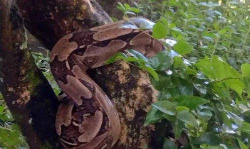 
				
					Jiboia com 2 metros é encontrada em condomínio do Stiep, bairro de Salvador
				
				