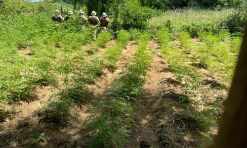 
				
					Foragido da Justiça é preso com seis mil pés de maconha no norte da Bahia
				
				