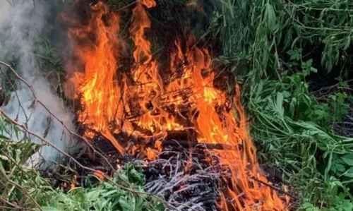 
				
					Foragido da Justiça é preso com seis mil pés de maconha no norte da Bahia
				
				