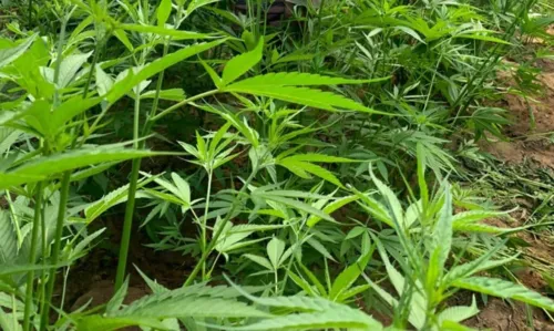 
				
					Foragido da Justiça é preso com seis mil pés de maconha no norte da Bahia
				
				