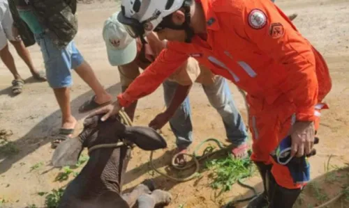 
				
					Novilha é resgatada de cisterna com 4 metros de profundidade em Barreiras
				
				