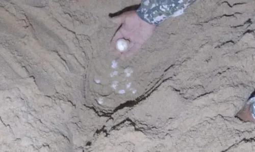 
				
					Vídeo: mais de 100 ovos de tartaruga são resgatados em praia de Salvador
				
				