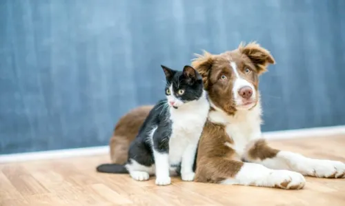 
				
					Copa do Mundo: o que fazer com seu cão na hora dos fogos
				
				