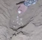 
                  Vídeo: mais de 100 ovos de tartaruga são resgatados em praia de Salvador