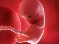 Dez semanas de gravidez: entenda como o bebê se desenvolve neste período